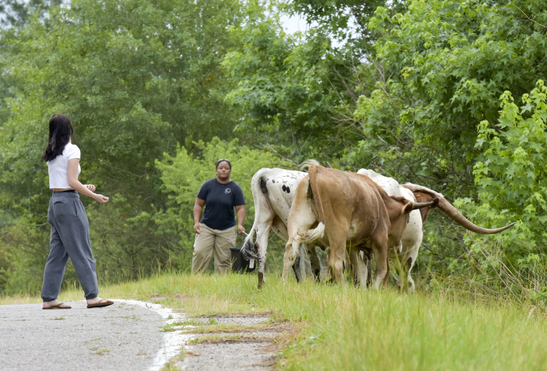 Cattle on the Loose